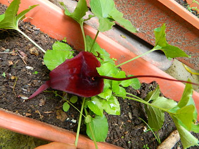 [Foto de planta, jardin, jardineria]