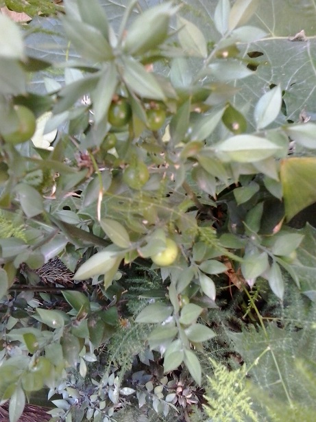 [Foto de planta, jardin, jardineria]