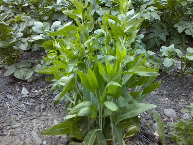 [Foto de planta, jardin, jardineria]