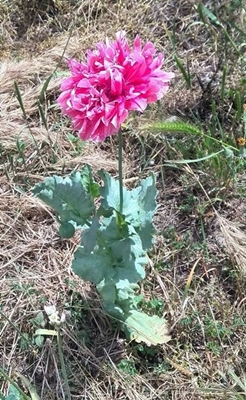 [Foto de planta, jardin, jardineria]