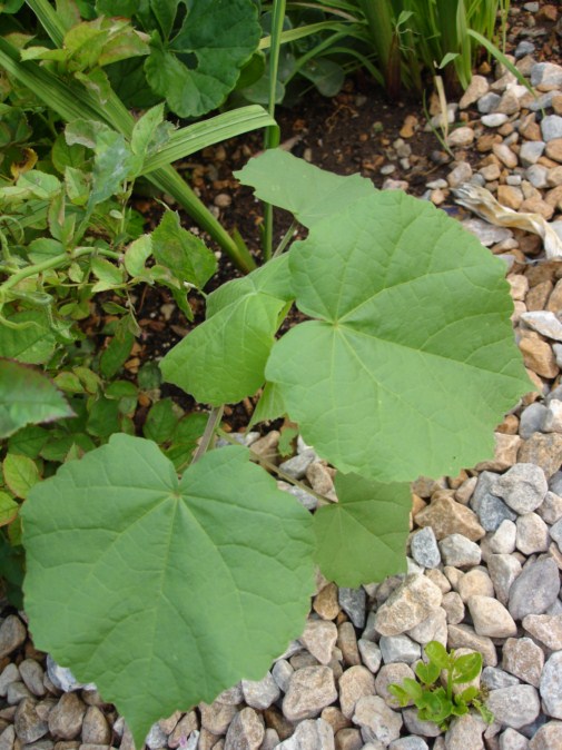 [Foto de planta, jardin, jardineria]