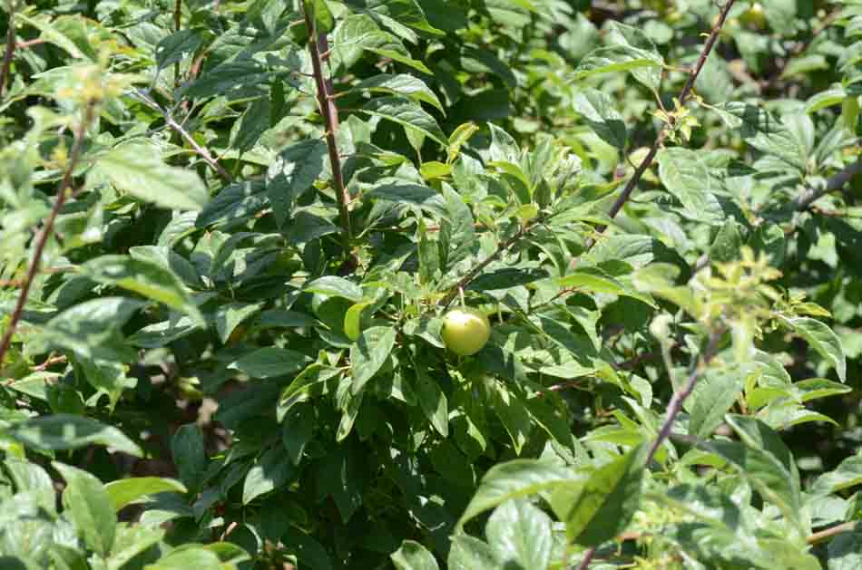 [Foto de planta, jardin, jardineria]