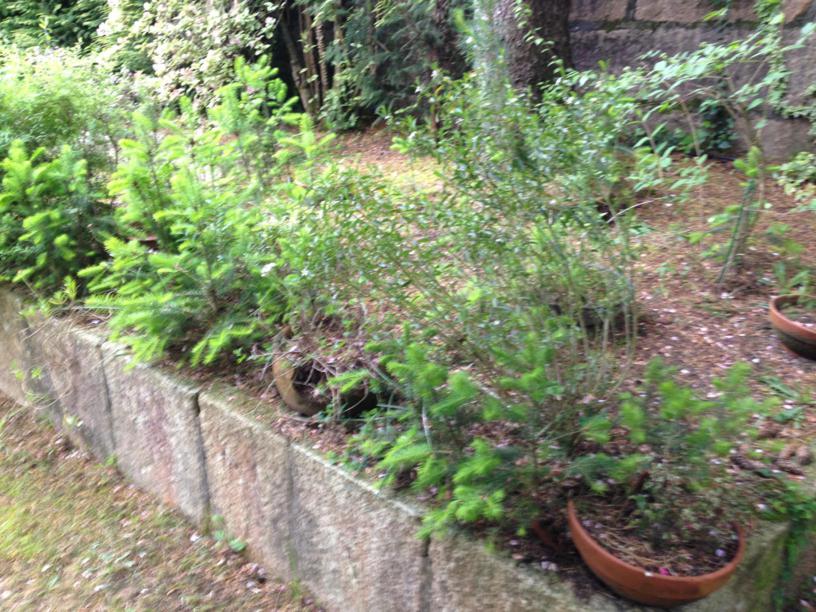 [Foto de planta, jardin, jardineria]