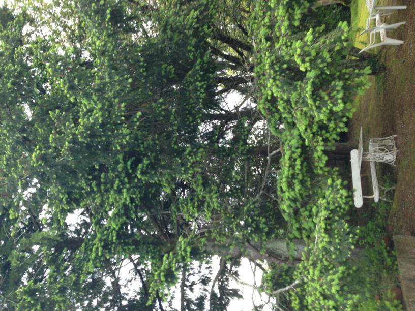 [Foto de planta, jardin, jardineria]