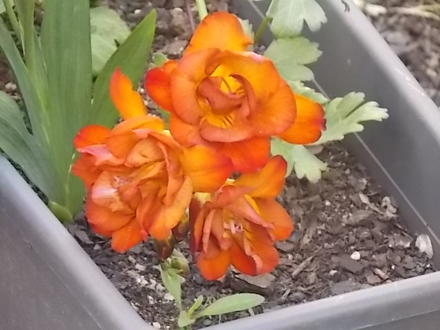 [Foto de planta, jardin, jardineria]