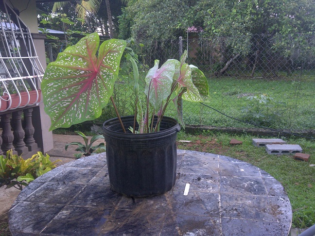 [Foto de planta, jardin, jardineria]