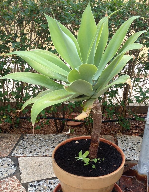 [Foto de planta, jardin, jardineria]
