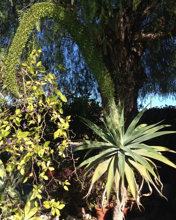 [Foto de planta, jardin, jardineria]