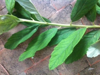 [Foto de planta, jardin, jardineria]