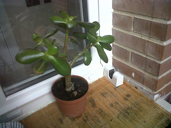 [Foto de planta, jardin, jardineria]