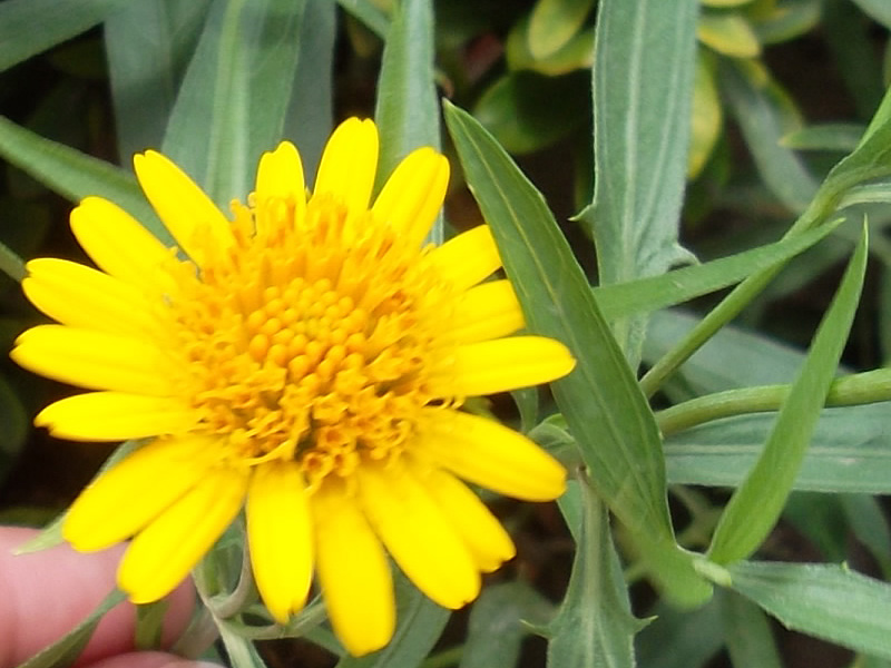 [Foto de planta, jardin, jardineria]