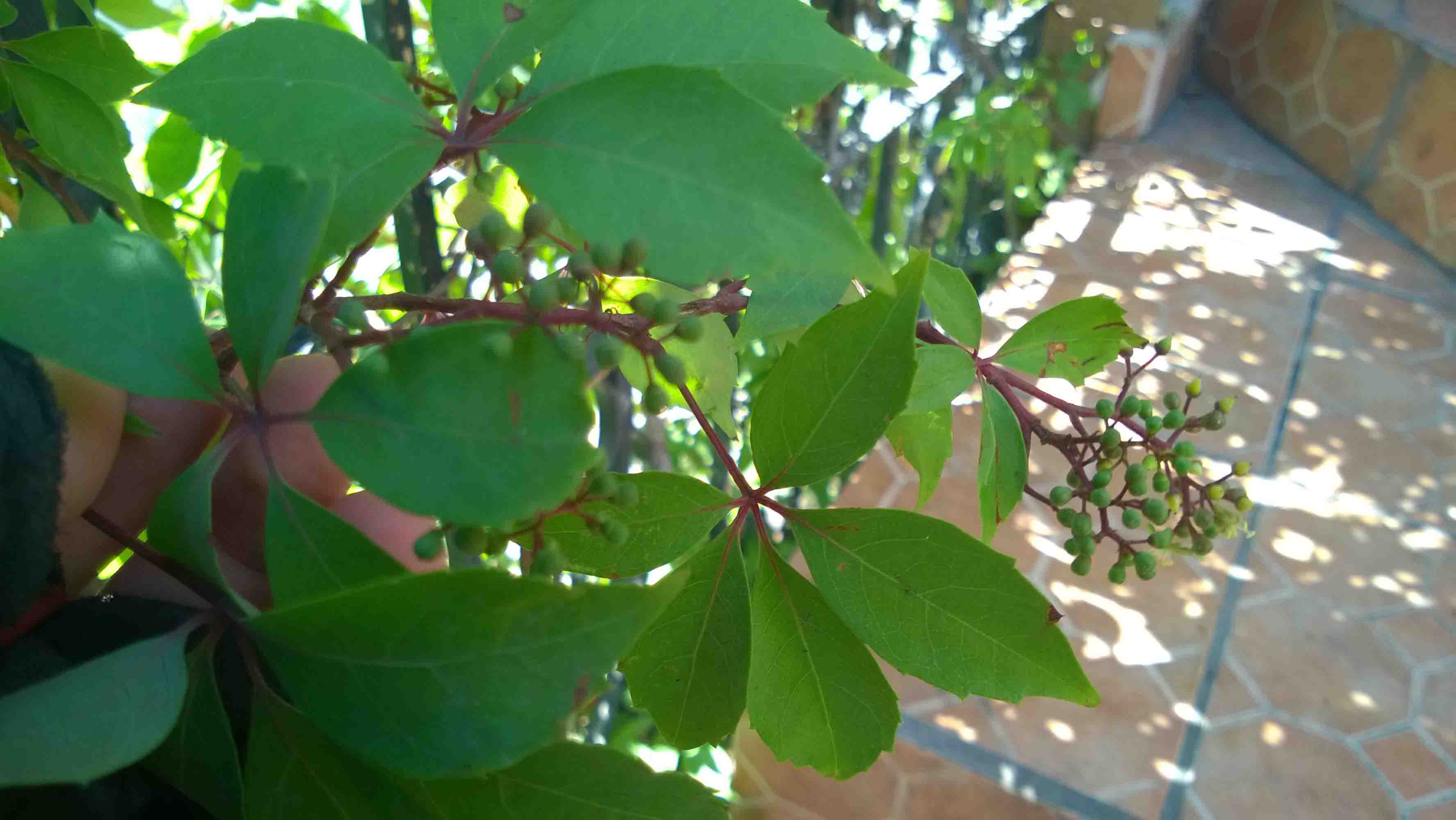 [Foto de planta, jardin, jardineria]