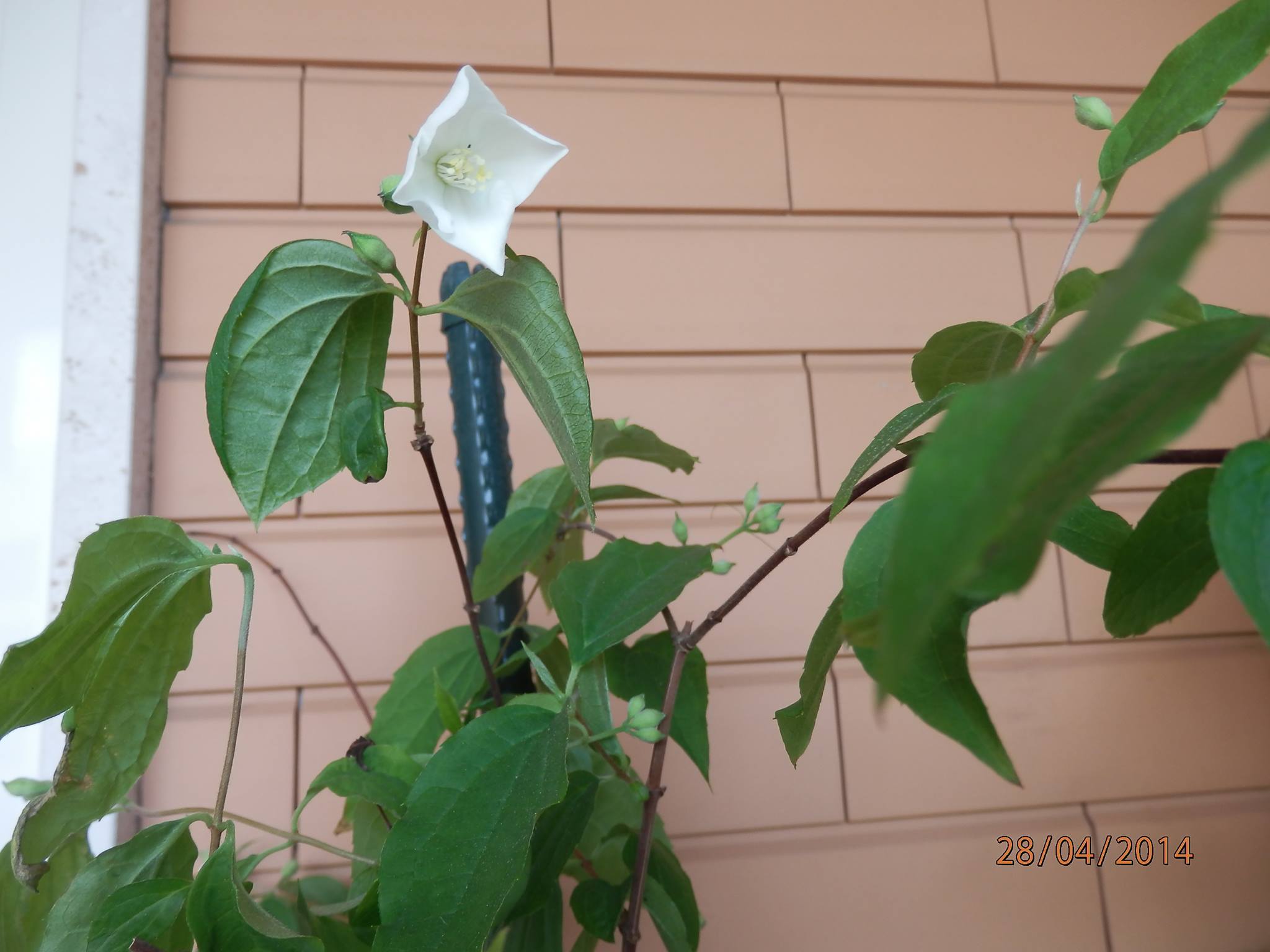 [Foto de planta, jardin, jardineria]