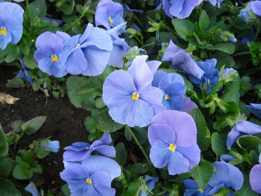 [Foto de planta, jardin, jardineria]