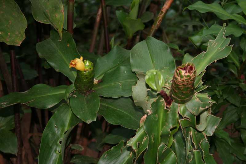 [Foto de planta, jardin, jardineria]