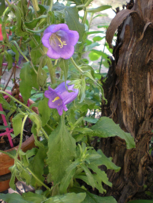 [Foto de planta, jardin, jardineria]