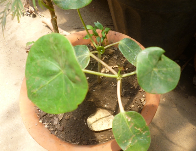 [Foto de planta, jardin, jardineria]