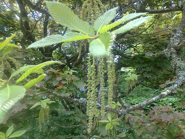 [Foto de planta, jardin, jardineria]