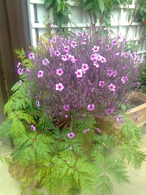[Foto de planta, jardin, jardineria]