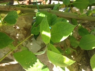 [Foto de planta, jardin, jardineria]