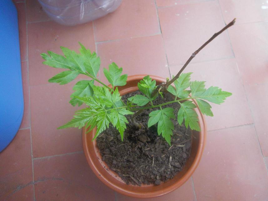 [Foto de planta, jardin, jardineria]