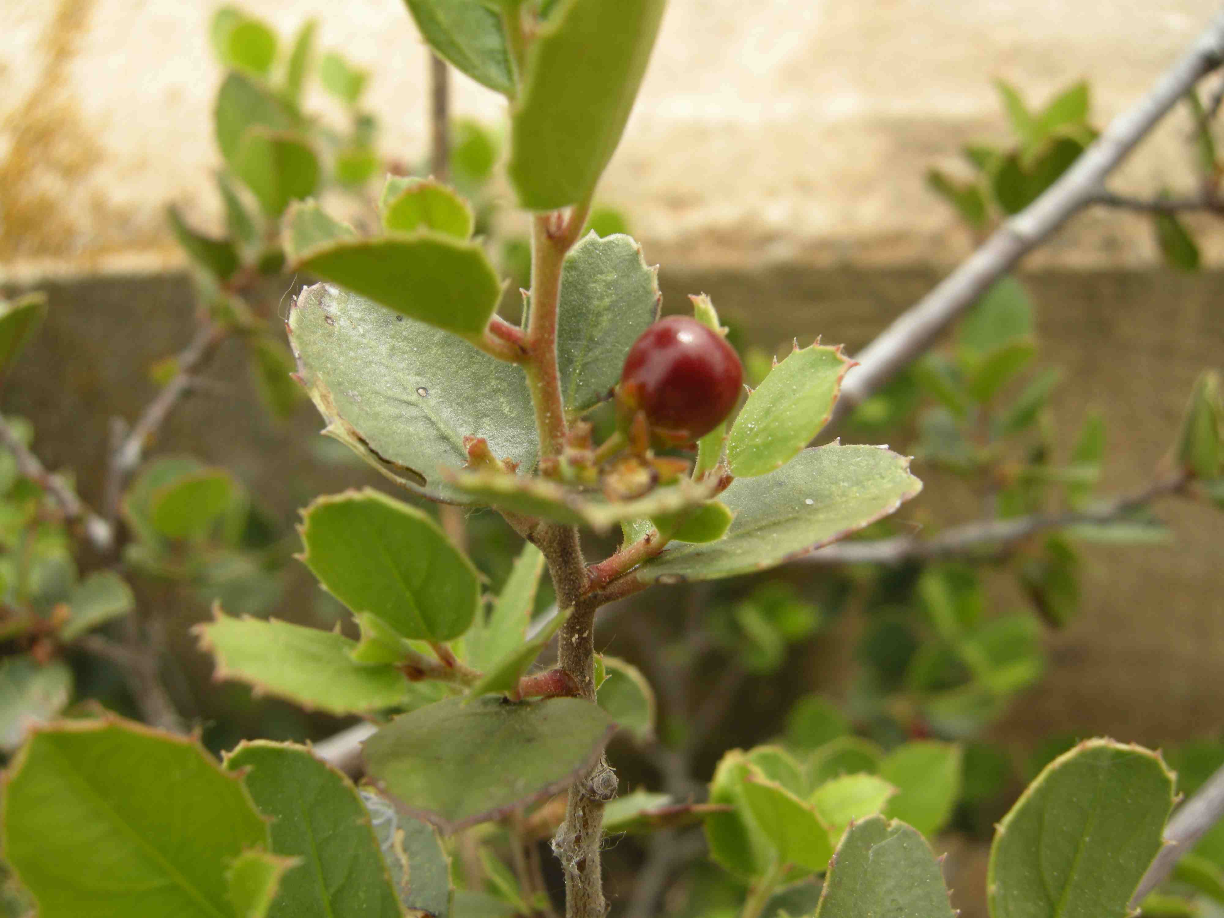 [Foto de planta, jardin, jardineria]