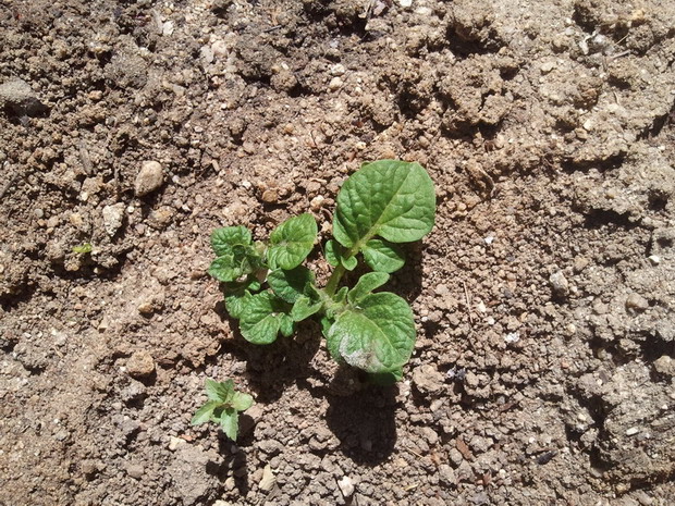 [Foto de planta, jardin, jardineria]