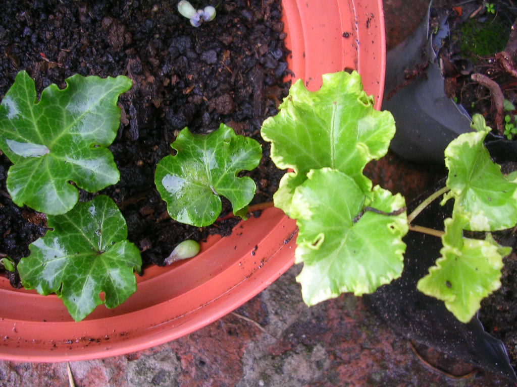 [Foto de planta, jardin, jardineria]