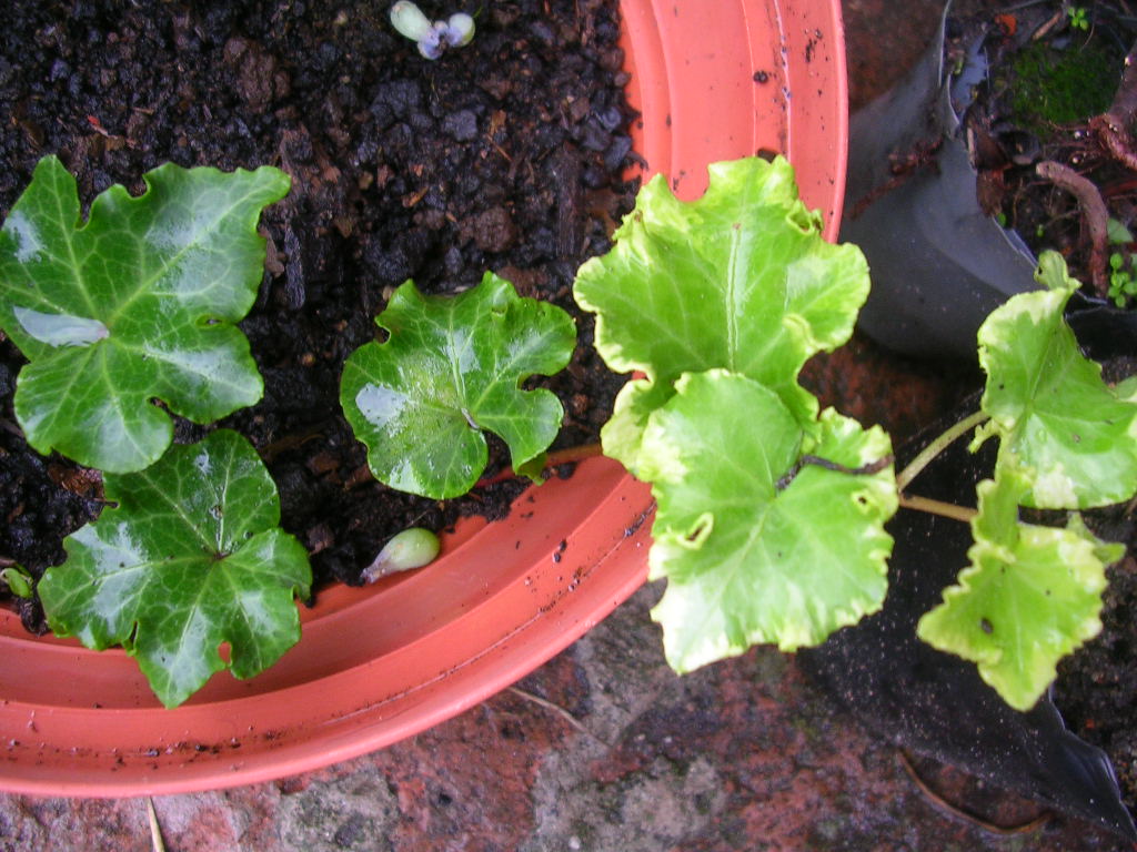 [Foto de planta, jardin, jardineria]