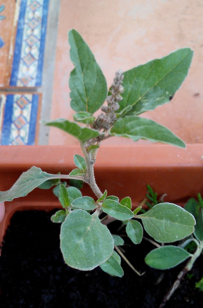 [Foto de planta, jardin, jardineria]