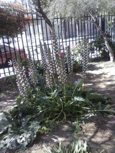 [Foto de planta, jardin, jardineria]