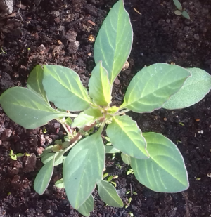 [Foto de planta, jardin, jardineria]