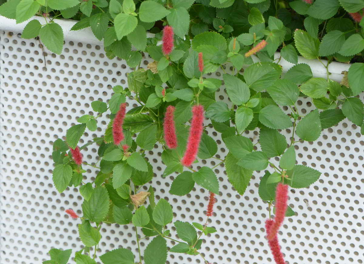 [Foto de planta, jardin, jardineria]