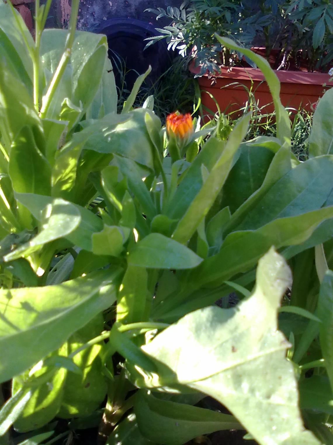 [Foto de planta, jardin, jardineria]