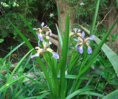 [Foto de planta, jardin, jardineria]