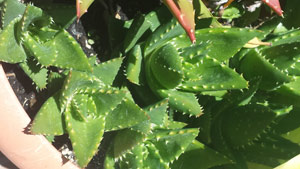 [Foto de planta, jardin, jardineria]