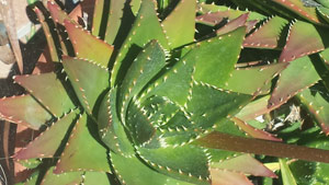 [Foto de planta, jardin, jardineria]