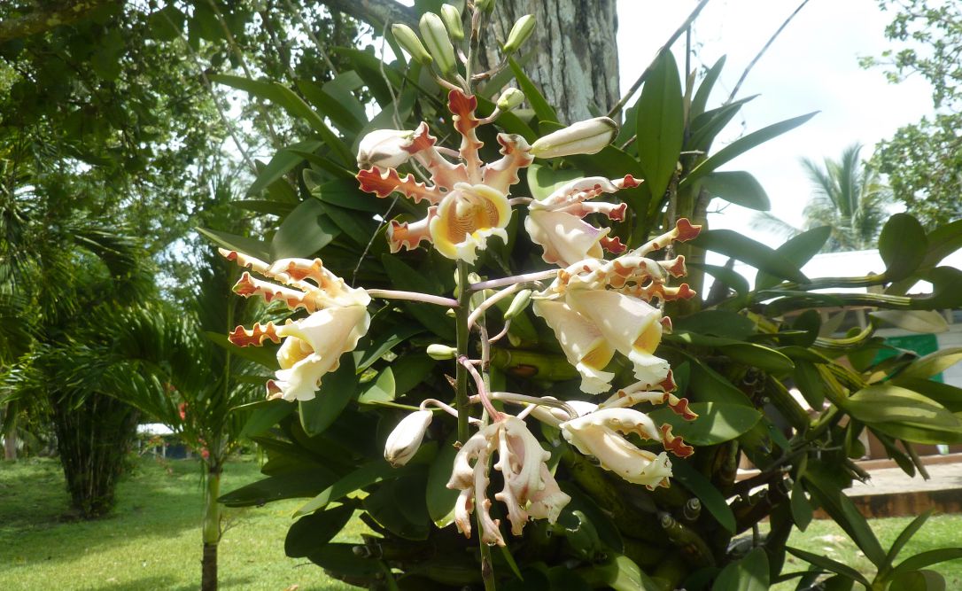 [Foto de planta, jardin, jardineria]