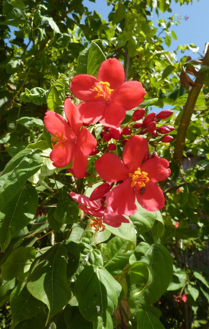 [Foto de planta, jardin, jardineria]