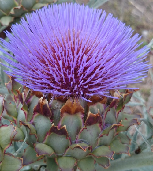 [Foto de planta, jardin, jardineria]