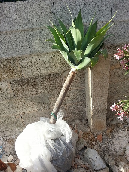 [Foto de planta, jardin, jardineria]