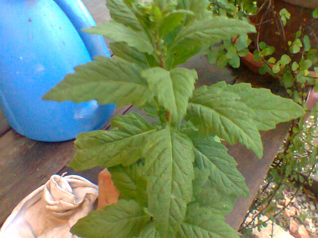 [Foto de planta, jardin, jardineria]