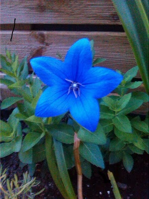 [Foto de planta, jardin, jardineria]