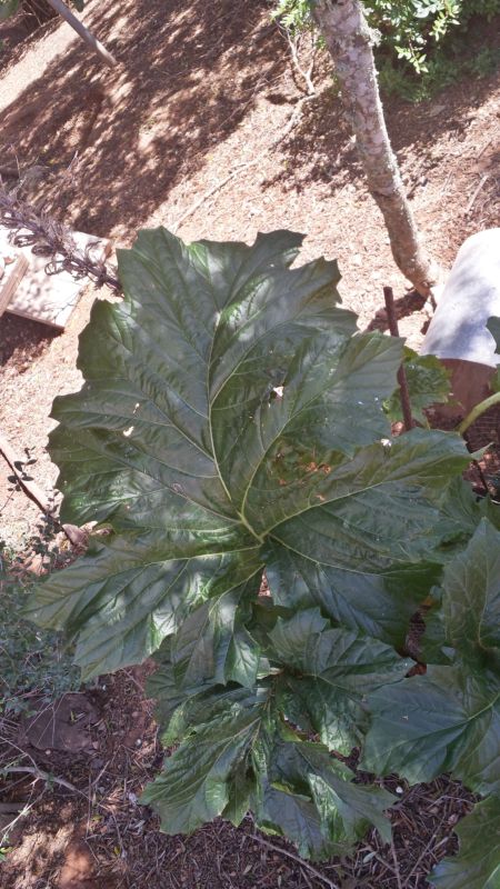 [Foto de planta, jardin, jardineria]