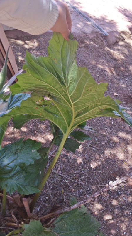 [Foto de planta, jardin, jardineria]