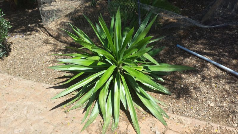 [Foto de planta, jardin, jardineria]