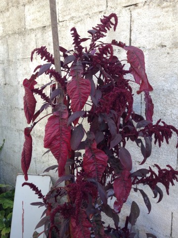 [Foto de planta, jardin, jardineria]
