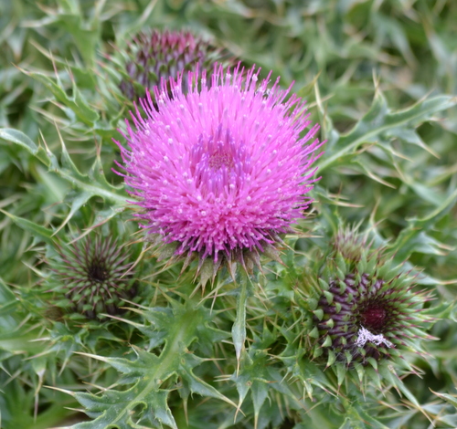 [Foto de planta, jardin, jardineria]