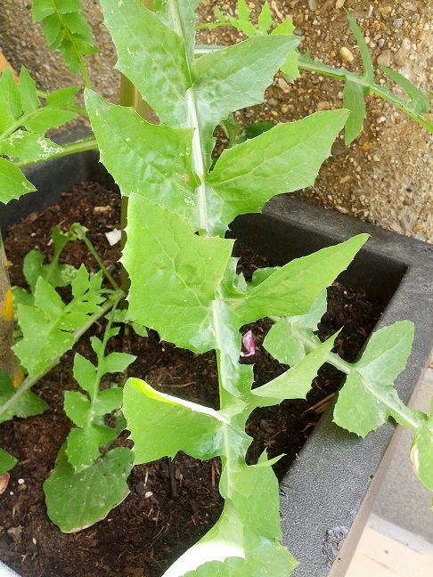 [Foto de planta, jardin, jardineria]