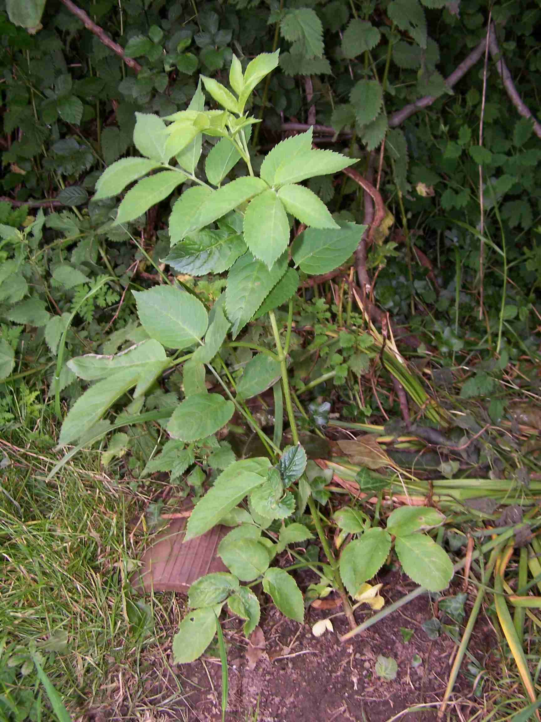 [Foto de planta, jardin, jardineria]